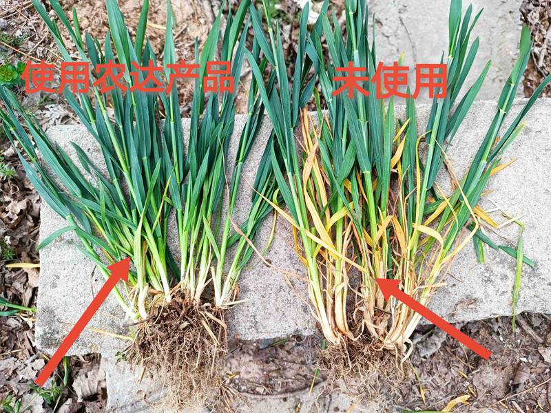 深入田間，探究效果---卑詩?壯在小麥上的效果回訪(圖2)