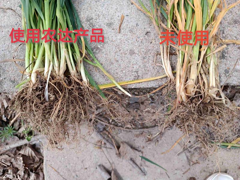 深入田間，探究效果---卑詩?壯在小麥上的效果回訪(圖3)
