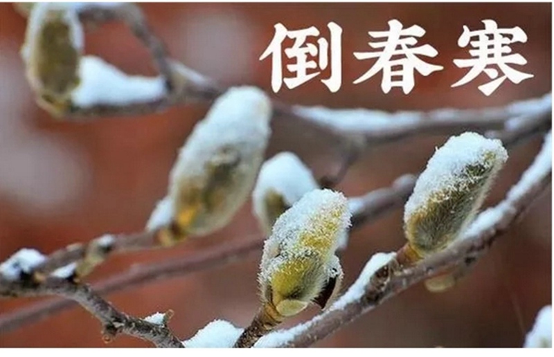 倒春寒來了！(圖1)
