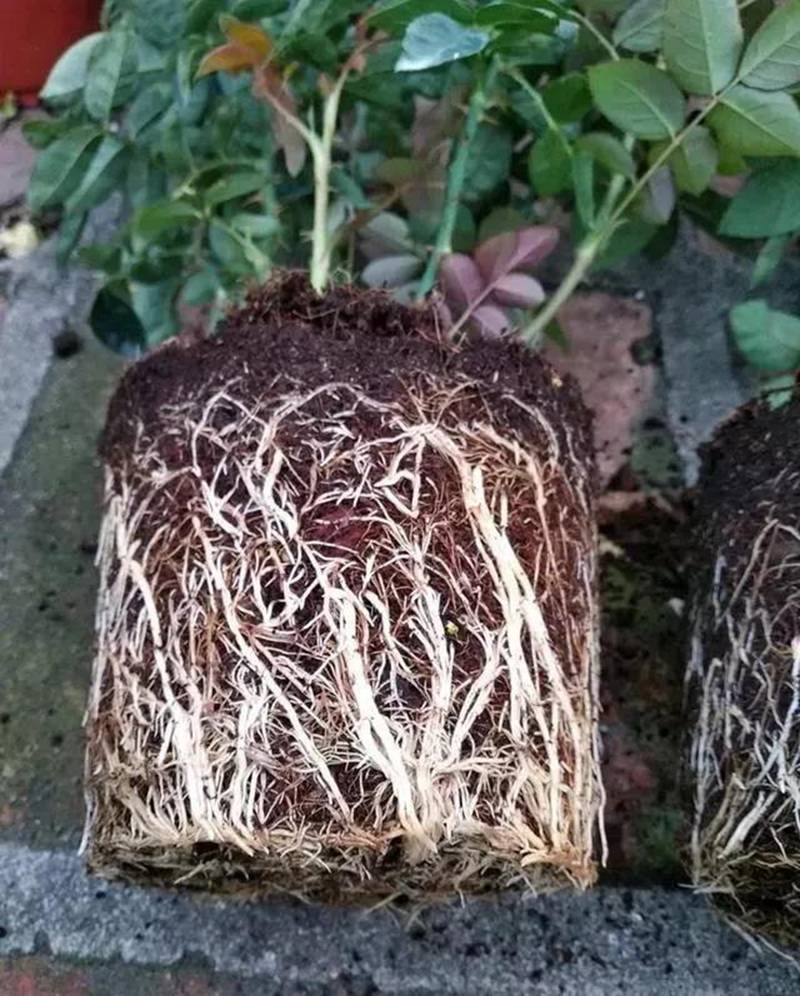 根是植物的命，抓住這幾點，根系粗壯、四通發達(圖1)
